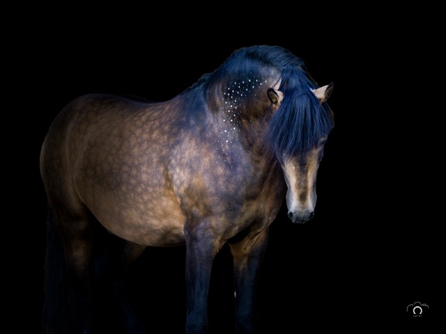 0A8A4263 Modifier Moyenne